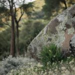 Safari nature en corse du sud : faune et flore près de Porto-Vecchio