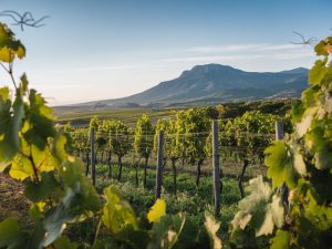 Découverte des vignobles corses autour de Porto-Vecchio : itinéraire œnologique